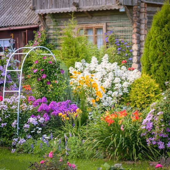 Flower Plants — Browse 4 varieties