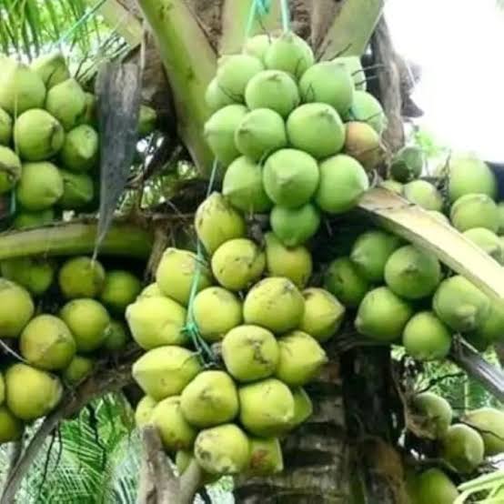 Ramaganga Coconut — Coconut sapling available at Agro Nursery Garden