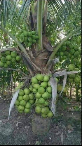 Columbus Coconut — Coconut sapling available at Agro Nursery Garden