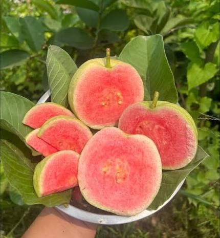 Japanese Red Diamond Guava Plants — Guava sapling available at Agro Nursery Garden