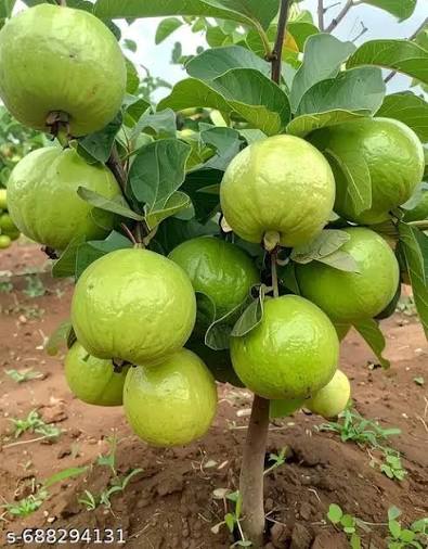 Lucknow-49 (Sardar) Guava Plants — Guava sapling available at Agro Nursery Garden
