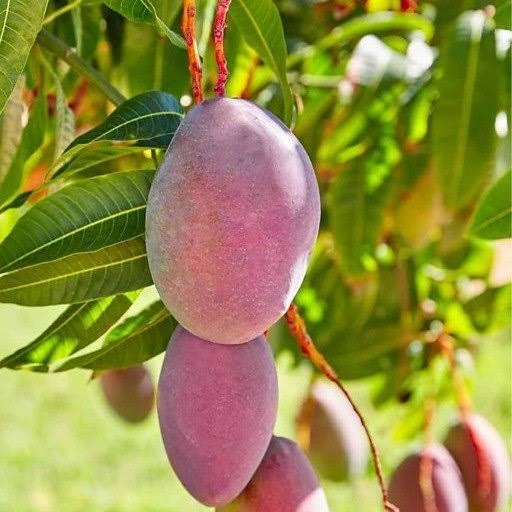 Amrapali Mango Plants — Mango sapling available at Agro Nursery Garden