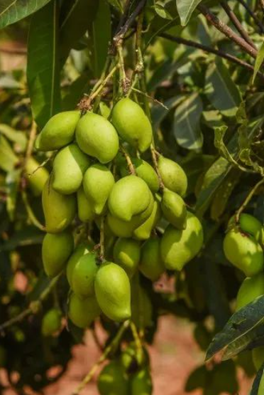Appemidi Mango Plants — Mango sapling available at Agro Nursery Garden