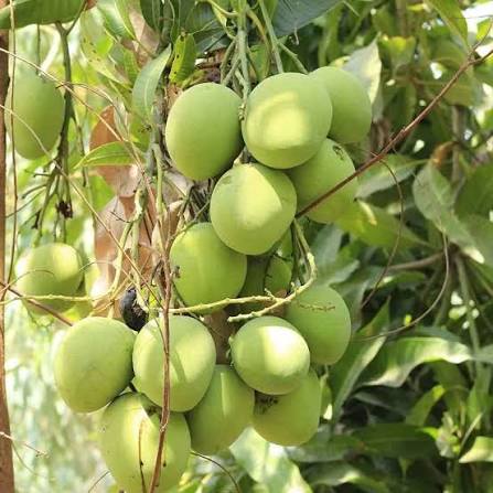 Badami Mango Plants — Mango sapling available at Agro Nursery Garden