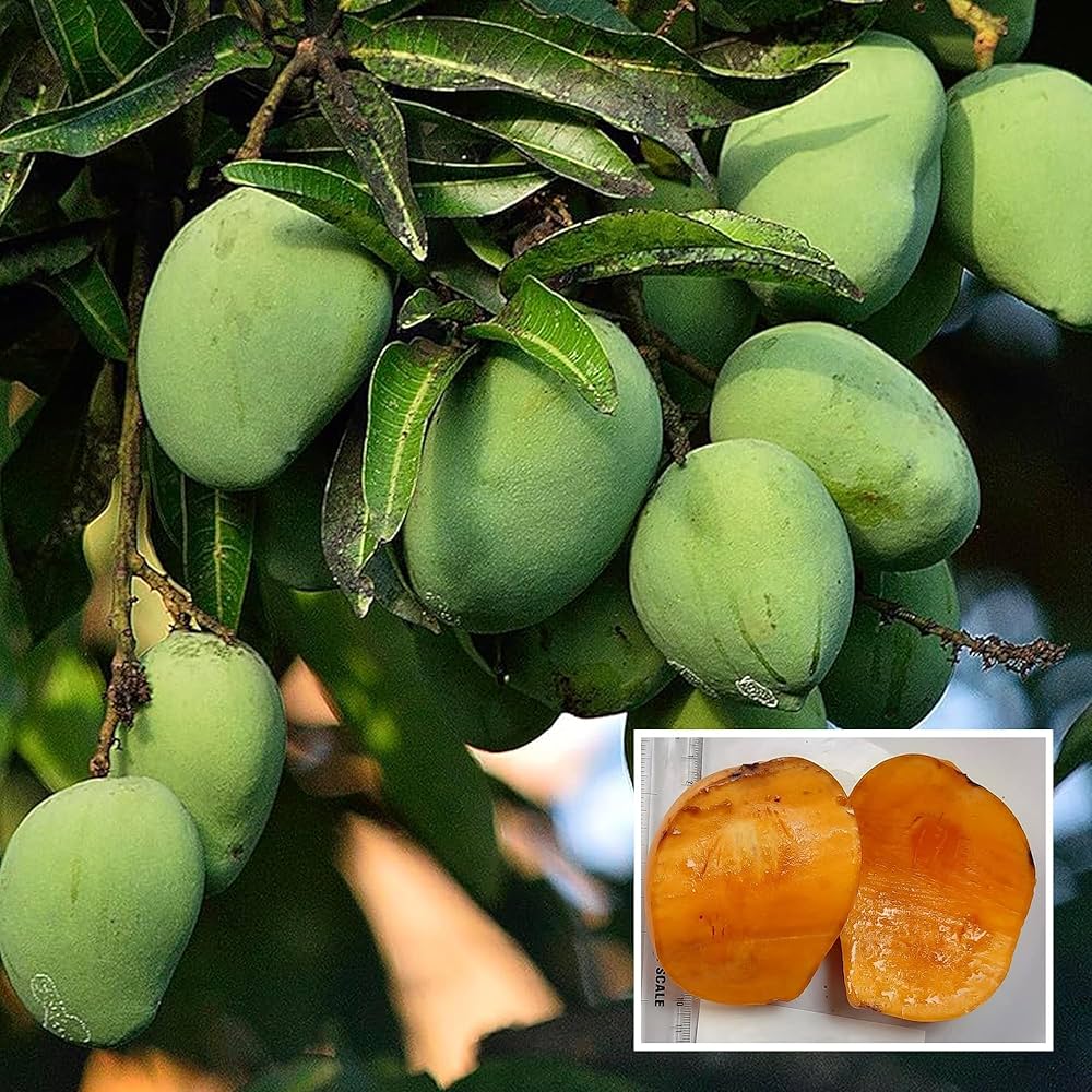 Kalapadi Mango Plants — Mango sapling available at Agro Nursery Garden
