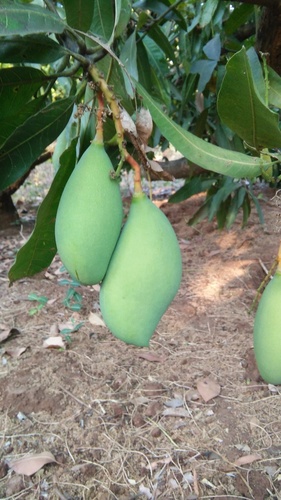 Kallamai Mango Plants — Mango sapling available at Agro Nursery Garden