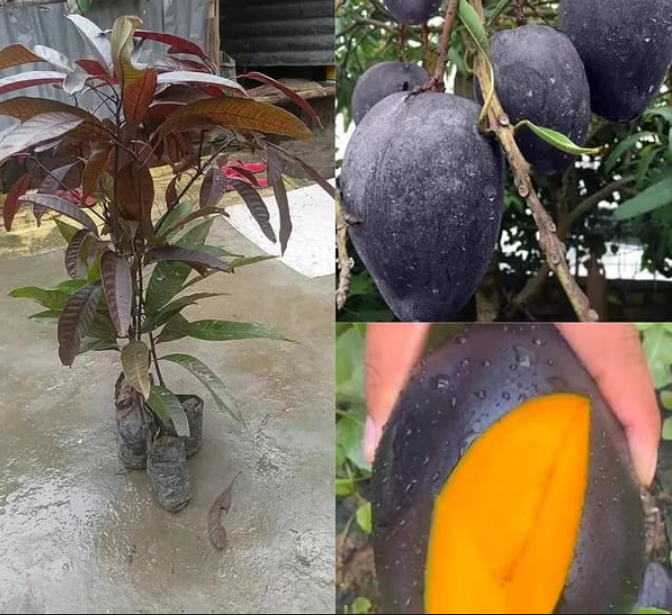 Kasturi Mango Plants — Mango sapling available at Agro Nursery Garden