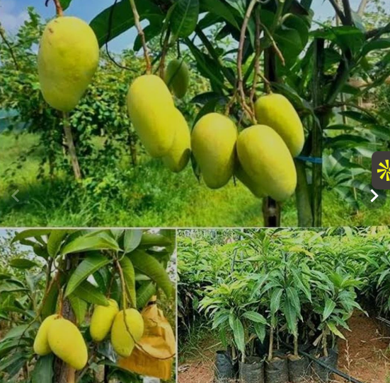 Katimon Mango Plants — Mango sapling available at Agro Nursery Garden
