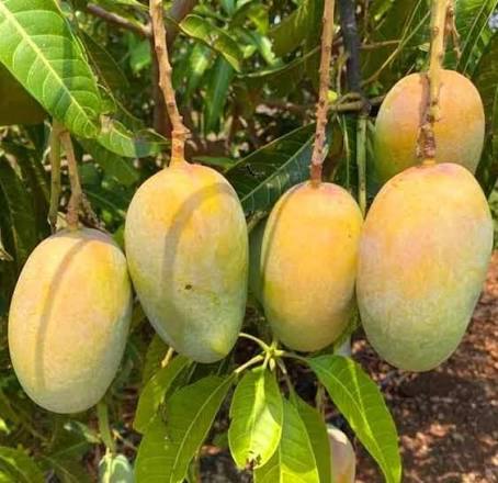 Kesar Mango Plants — Mango sapling available at Agro Nursery Garden