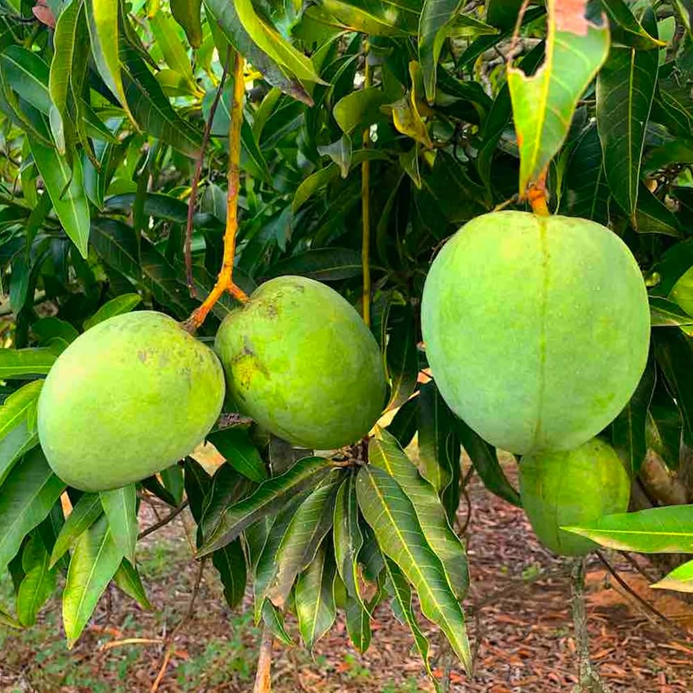 Malgova Mango Plants — Mango sapling available at Agro Nursery Garden