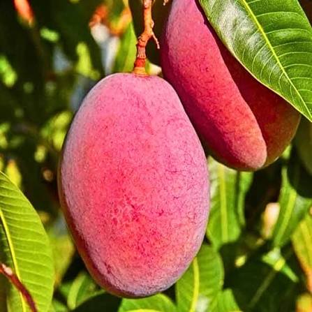 Miyazaki Mango Plants — Mango sapling available at Agro Nursery Garden