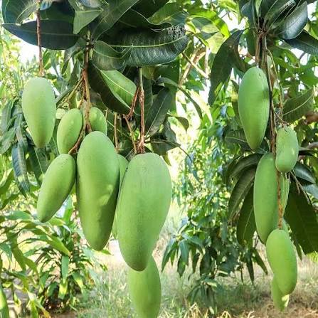 Noorjahan Mango Plants — Mango sapling available at Agro Nursery Garden