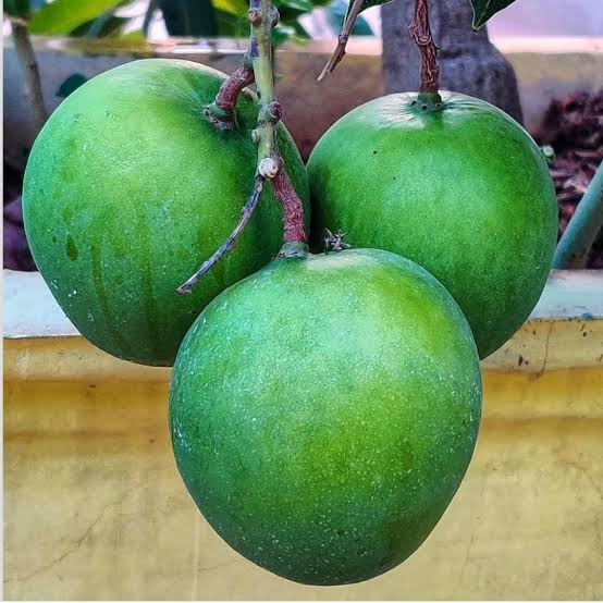 Punasa Mango Plants — Mango sapling available at Agro Nursery Garden
