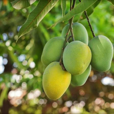 Raspuri Mango Plants — Mango sapling available at Agro Nursery Garden