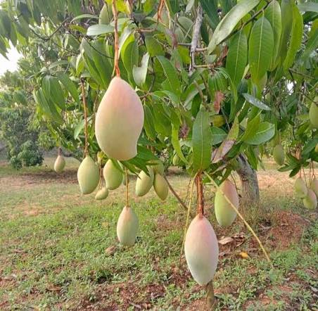 Totapuri Mango Plants — Mango sapling available at Agro Nursery Garden