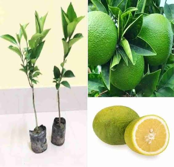 Sweet Lime (Mosambi) Plants — Orange sapling available at Agro Nursery Garden