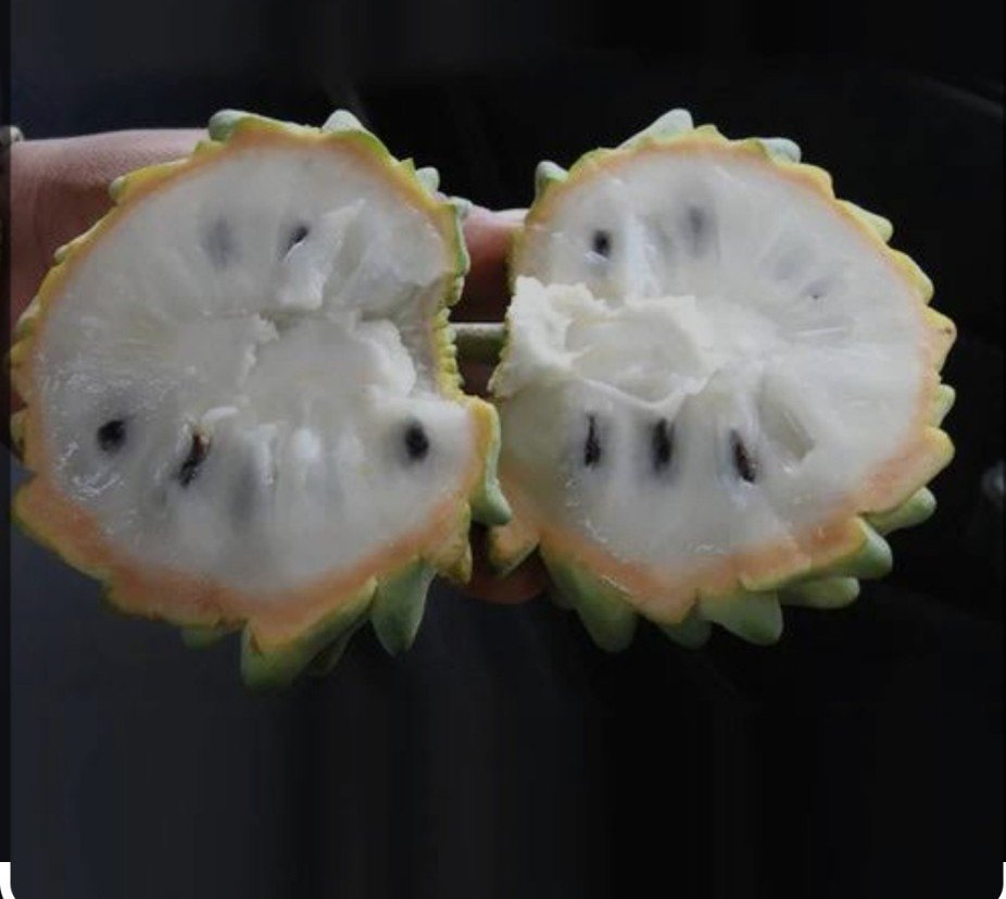 Anumaphal Custard Apple Plants — Sitaphal sapling available at Agro Nursery Garden