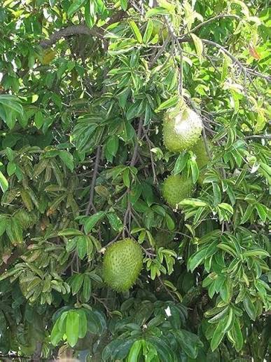 Lakshmanphal Plants — Sitaphal sapling available at Agro Nursery Garden