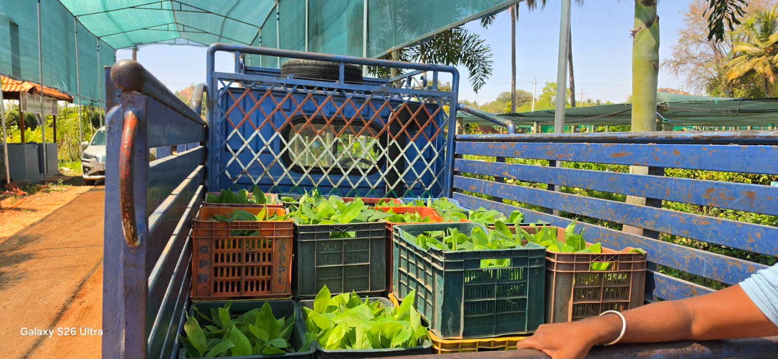 Mahadeshwara Agro Nursery Garden — Photo 11