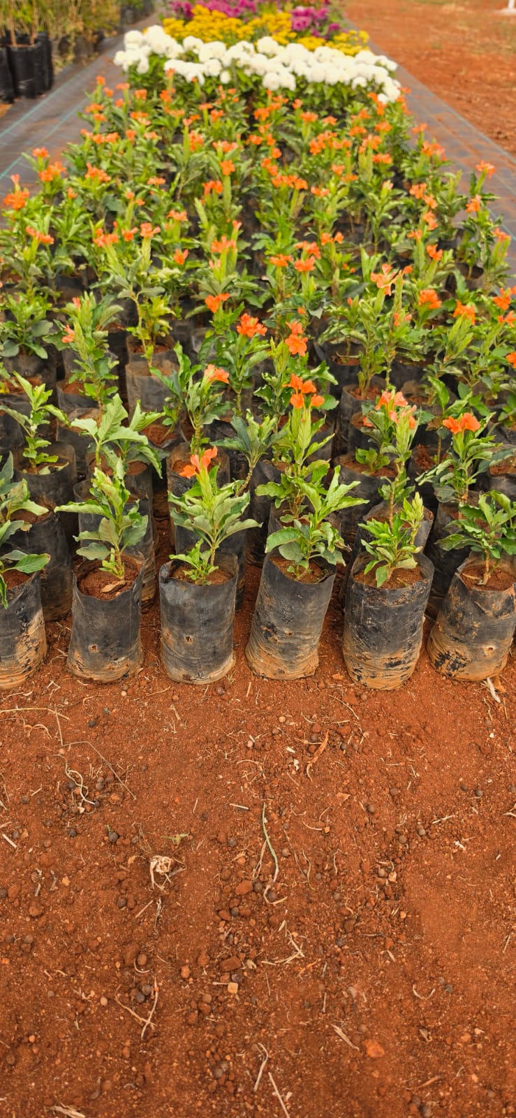 Mahadeshwara Agro Nursery Garden — Photo 12