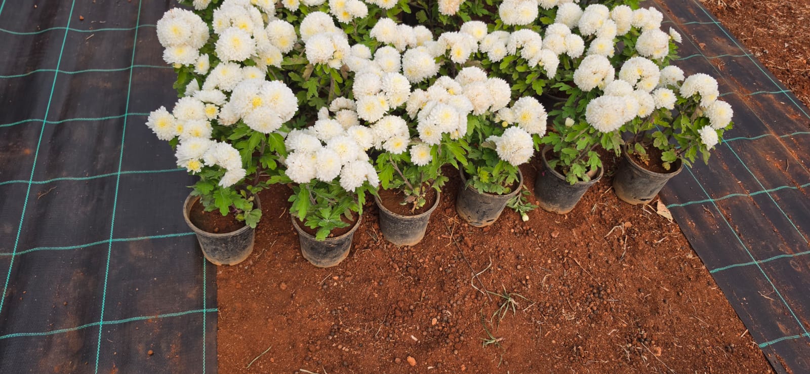 Mahadeshwara Agro Nursery Garden — Photo 13