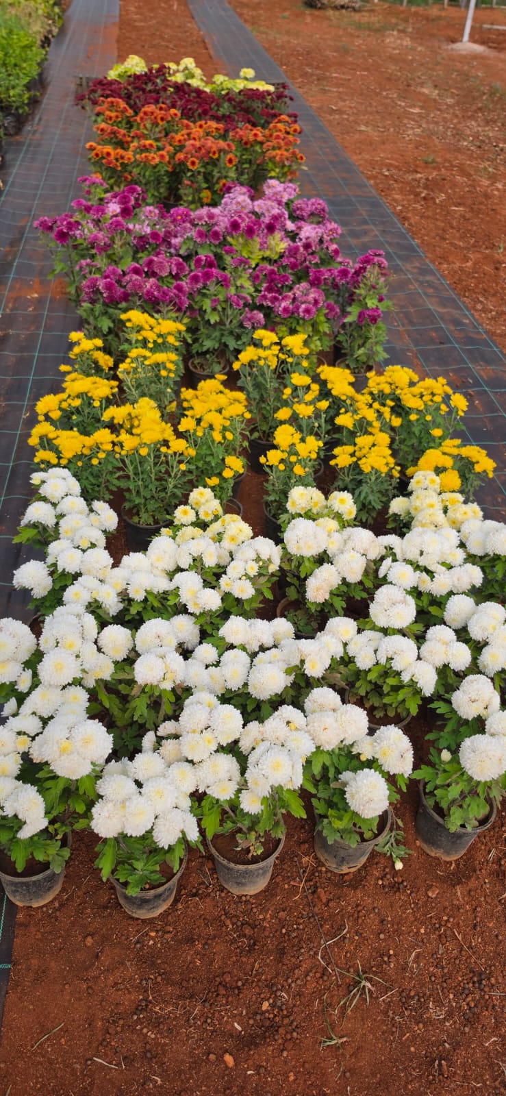 Mahadeshwara Agro Nursery Garden — Photo 14