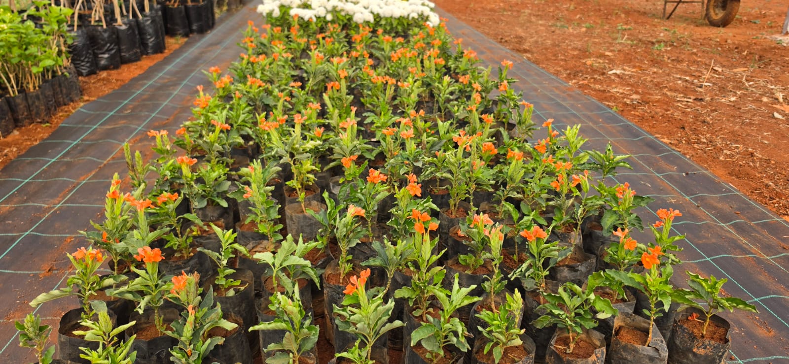 Mahadeshwara Agro Nursery Garden — Photo 15