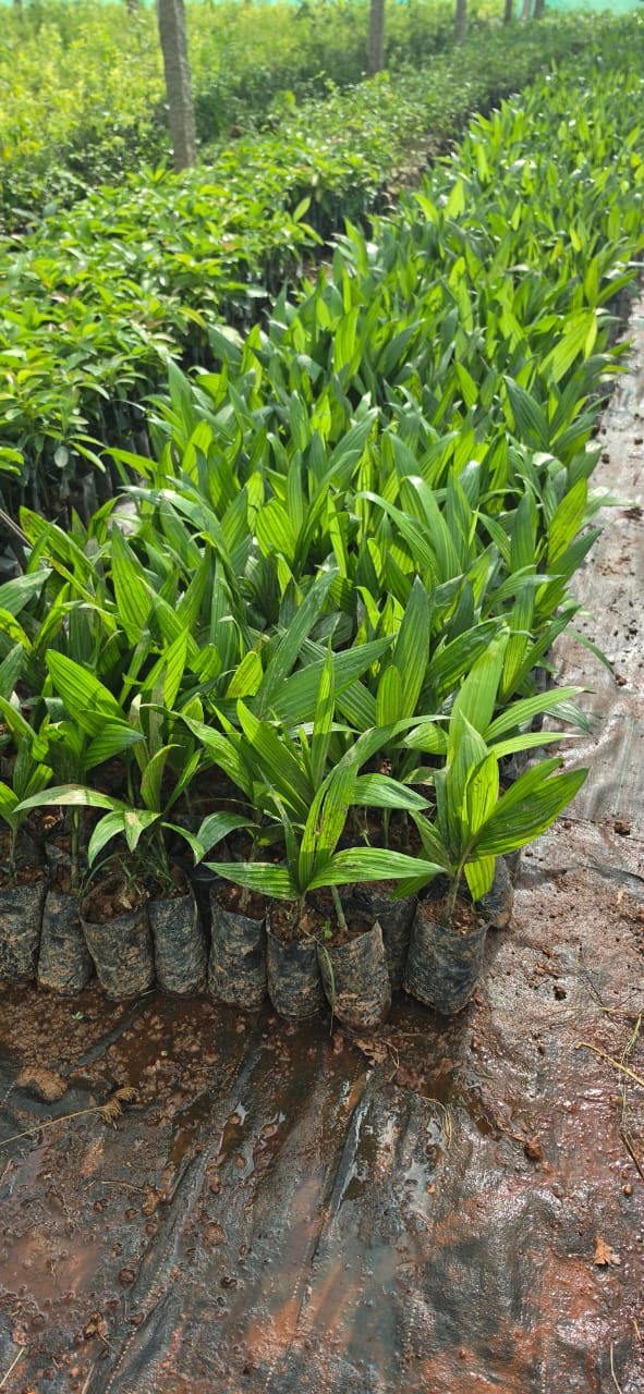 Mahadeshwara Agro Nursery Garden — Photo 16