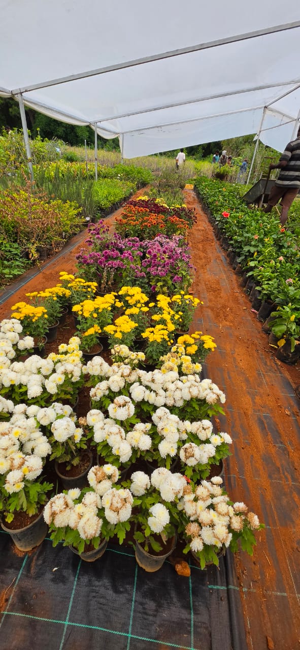 Mahadeshwara Agro Nursery Garden — Photo 17