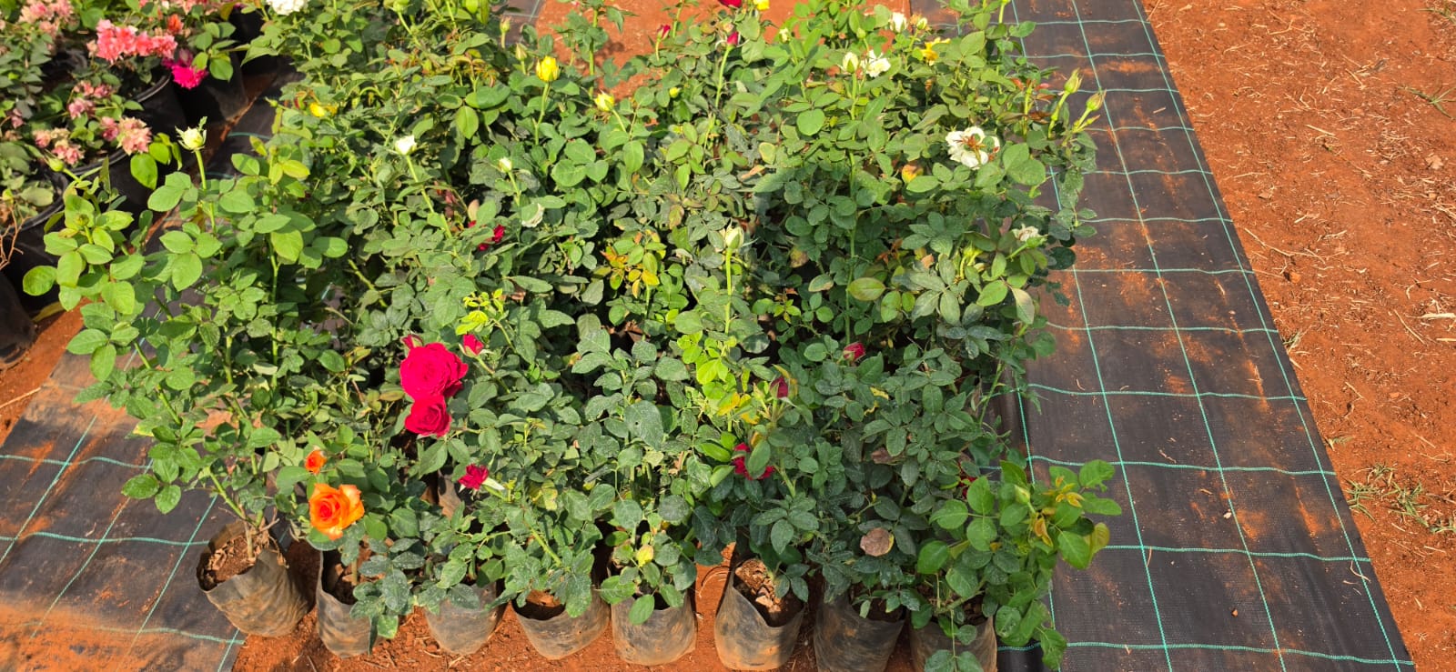 Mahadeshwara Agro Nursery Garden — Photo 18