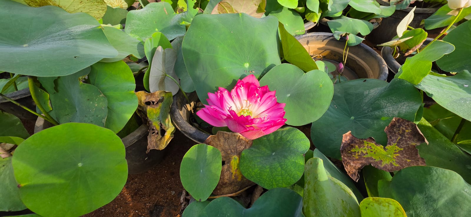 Mahadeshwara Agro Nursery Garden — Photo 19