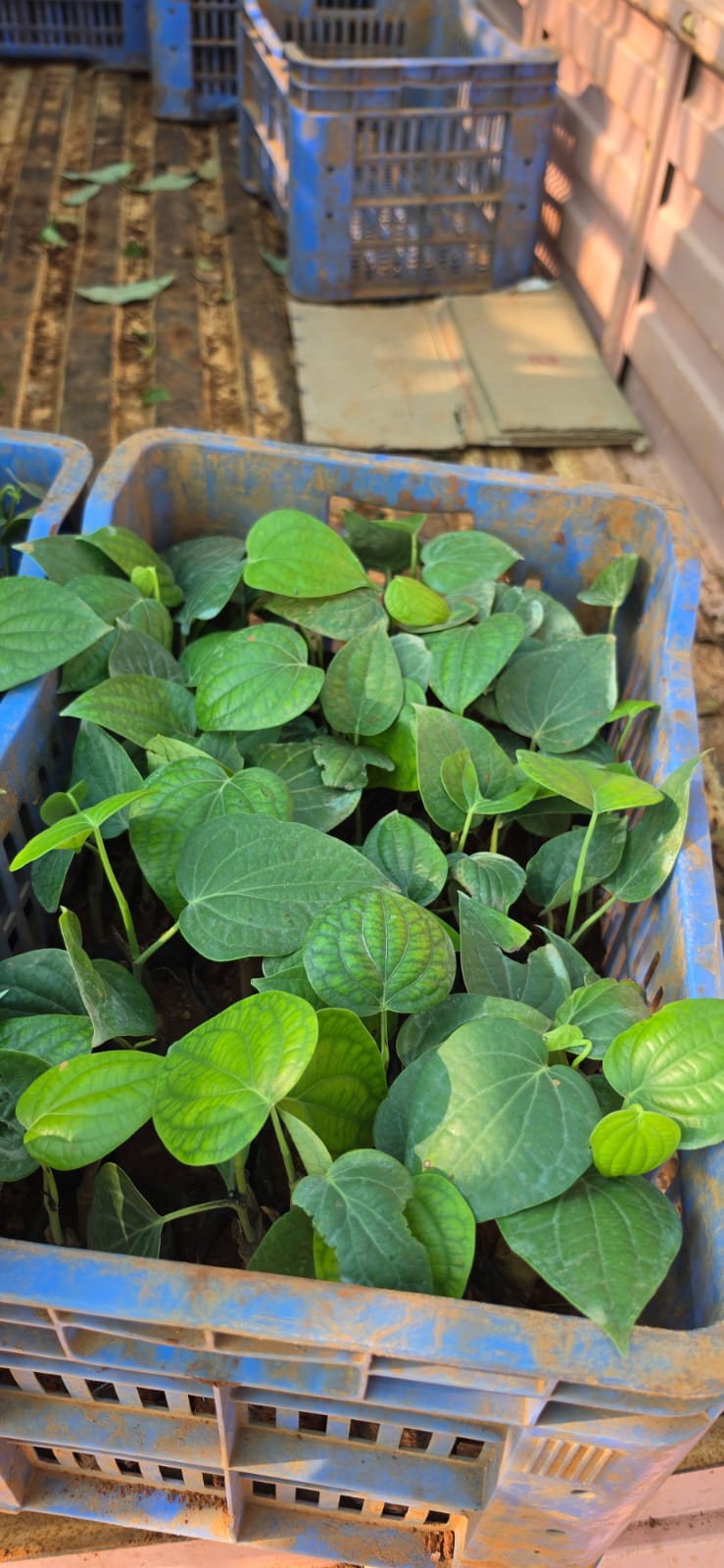 Mahadeshwara Agro Nursery Garden — Photo 20