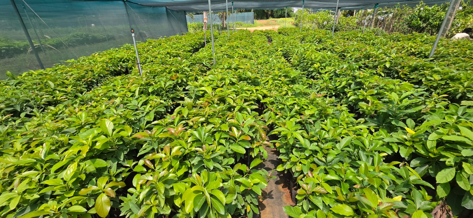 Mahadeshwara Agro Nursery Garden — Photo 21