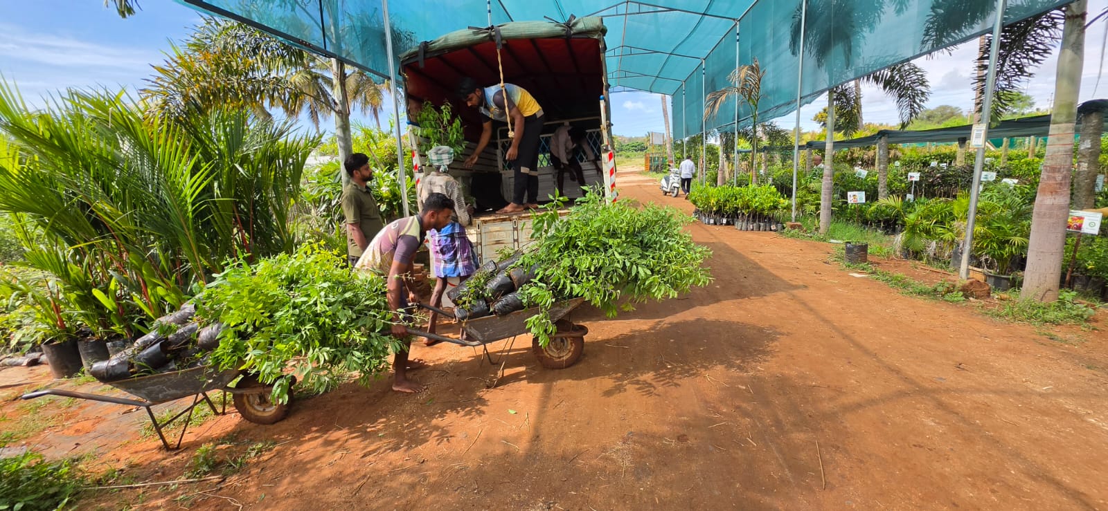 Mahadeshwara Agro Nursery Garden — Photo 23