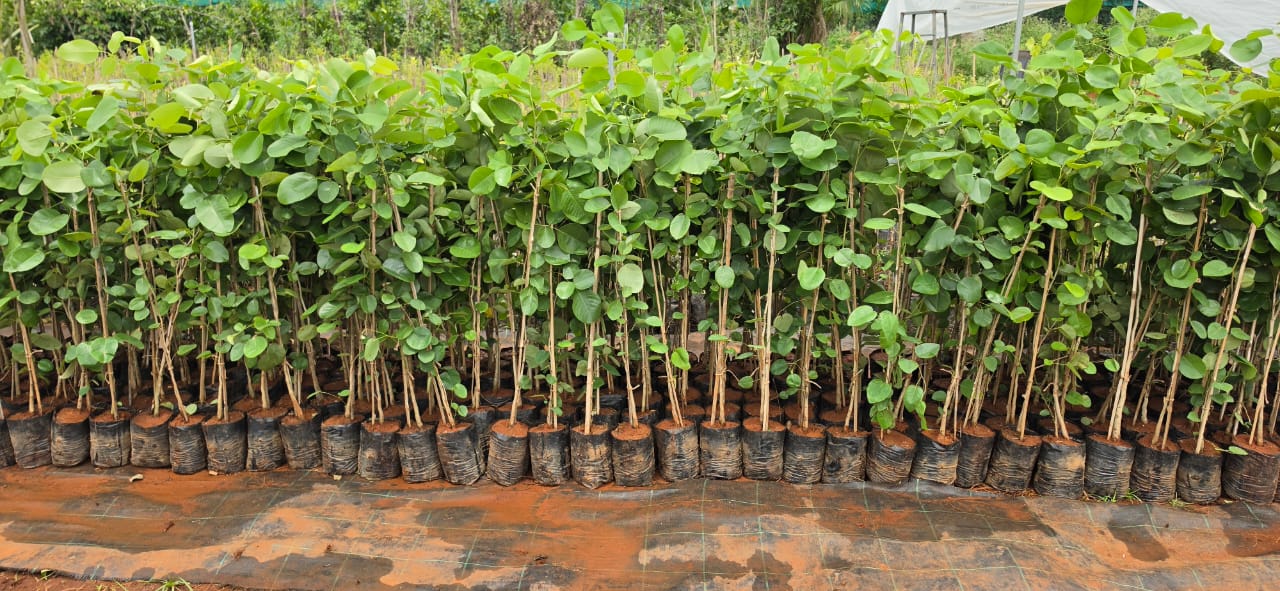 Mahadeshwara Agro Nursery Garden — Photo 24