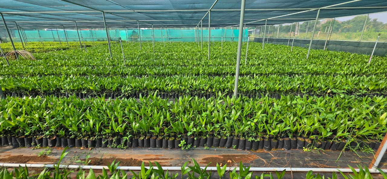 Mahadeshwara Agro Nursery Garden — Photo 25