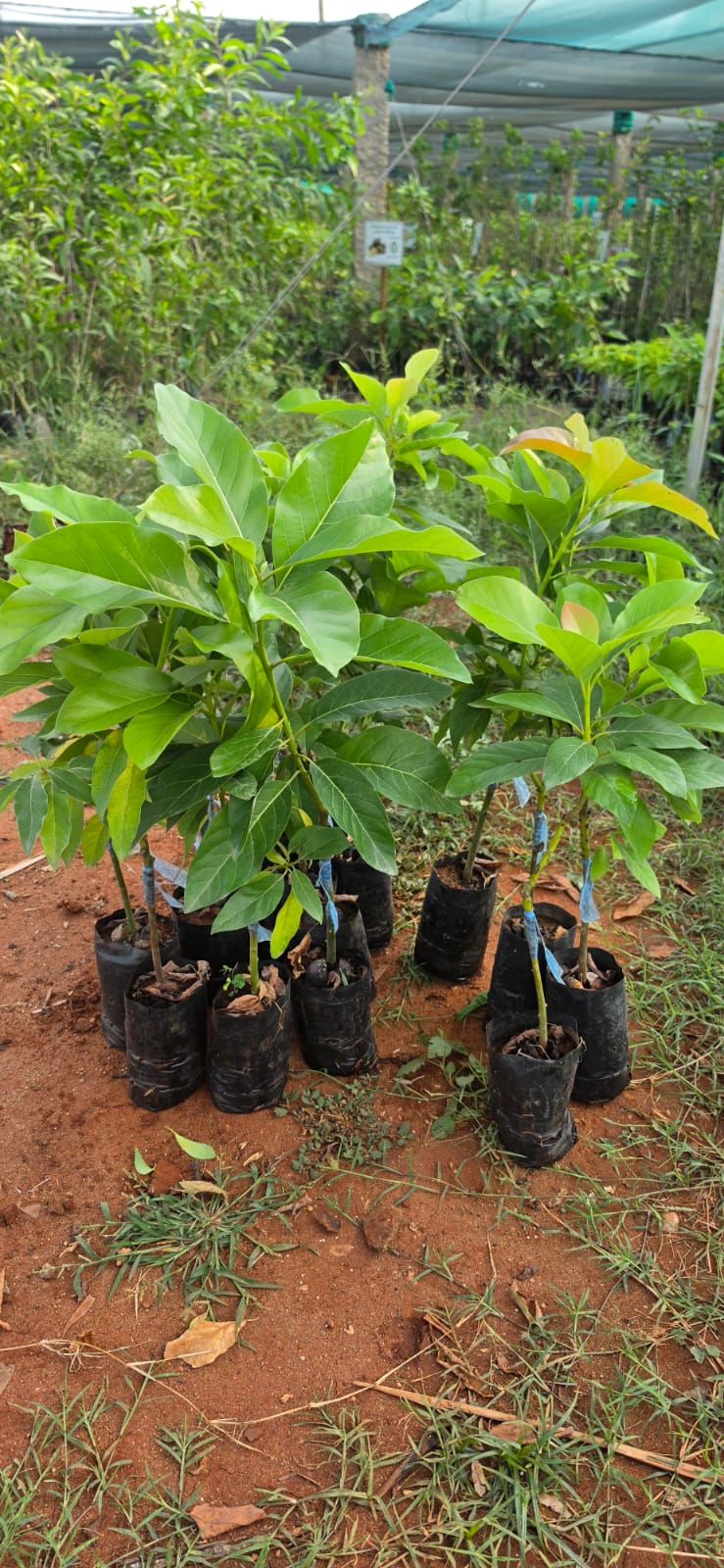Mahadeshwara Agro Nursery Garden — Photo 26