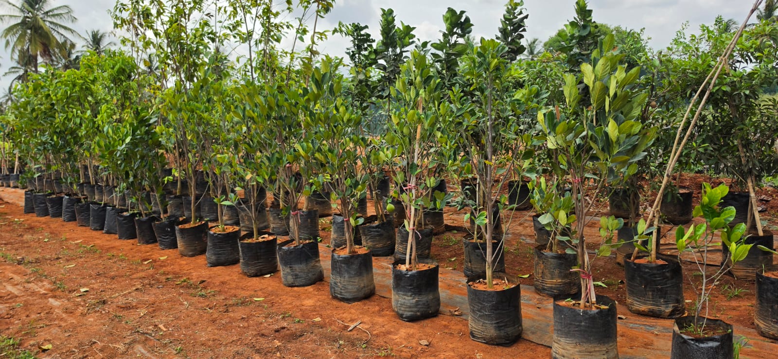 Mahadeshwara Agro Nursery Garden — Photo 27