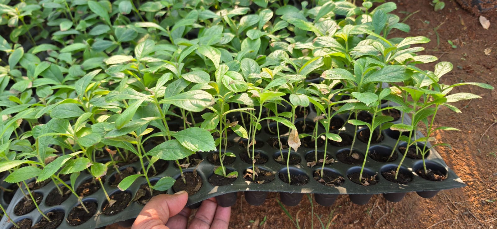 Mahadeshwara Agro Nursery Garden — Photo 28