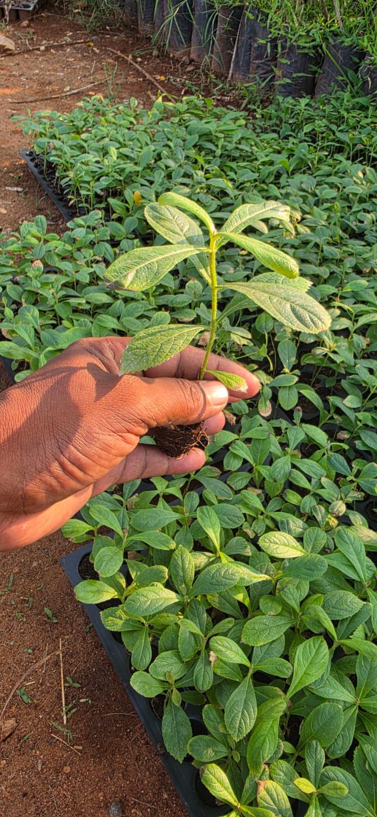 Mahadeshwara Agro Nursery Garden — Photo 29