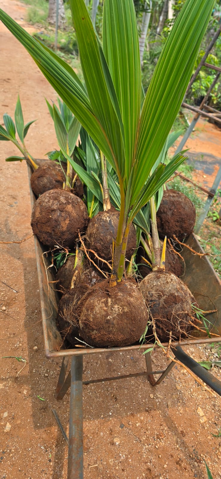 Mahadeshwara Agro Nursery Garden — Photo 30