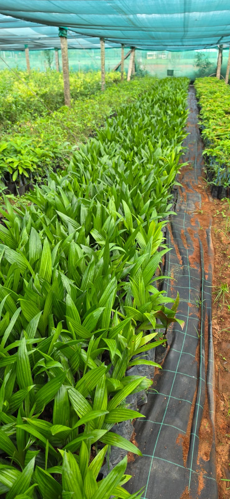 Mahadeshwara Agro Nursery Garden — Photo 31