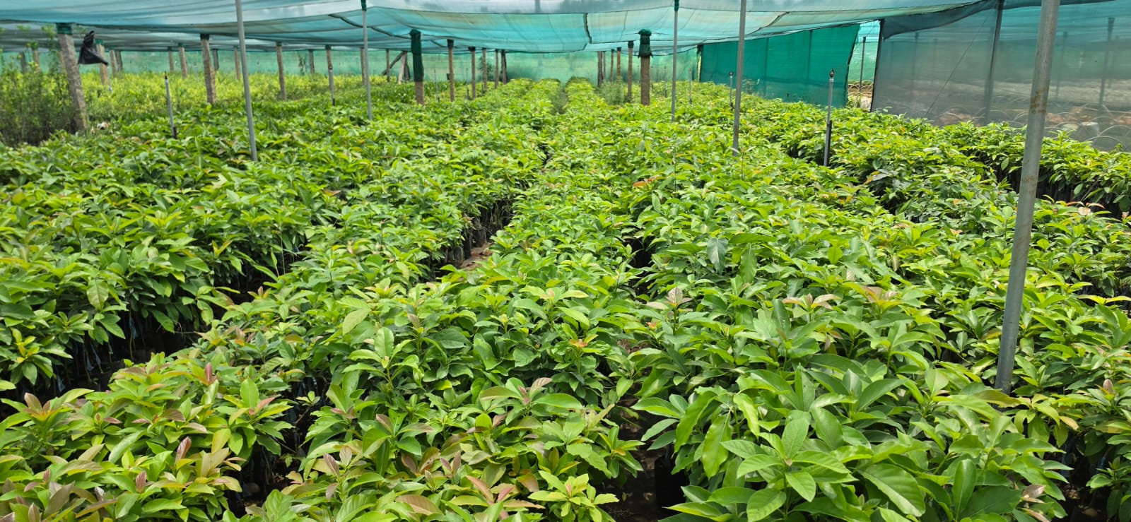 Mahadeshwara Agro Nursery Garden — Photo 33