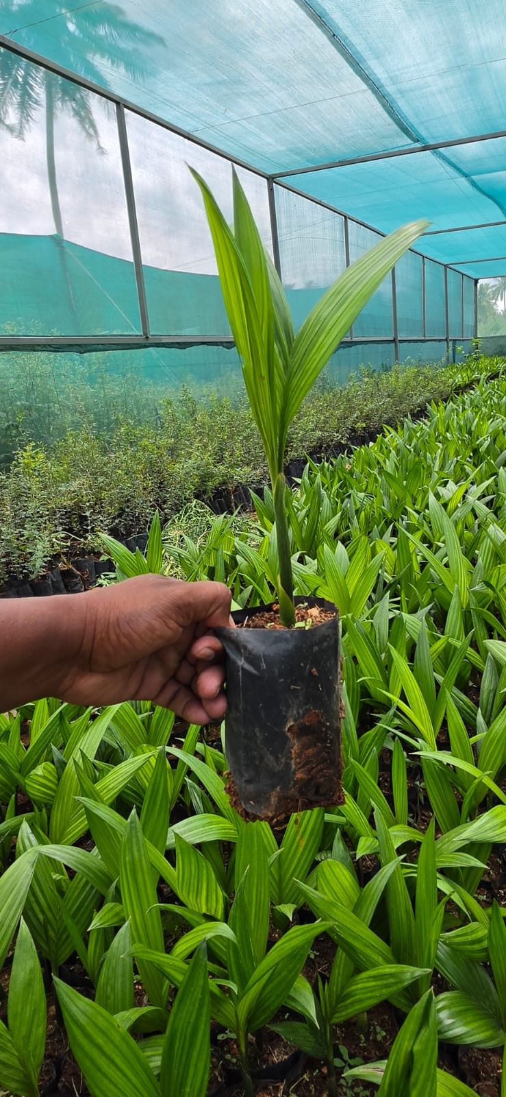Mahadeshwara Agro Nursery Garden — Photo 34