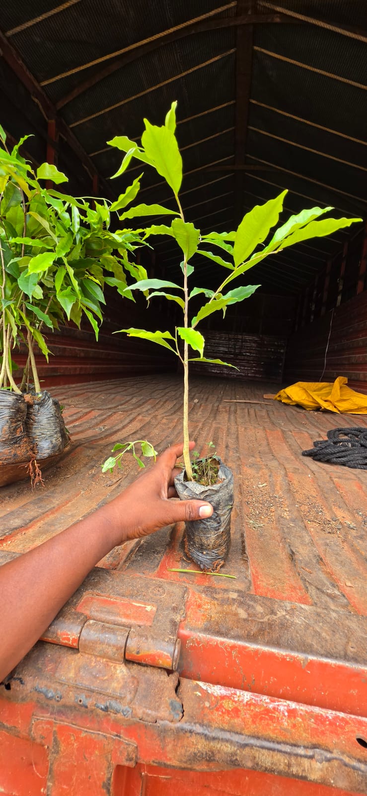 Mahadeshwara Agro Nursery Garden — Photo 35