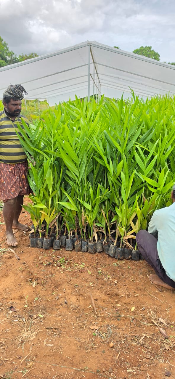 Mahadeshwara Agro Nursery Garden — Photo 36