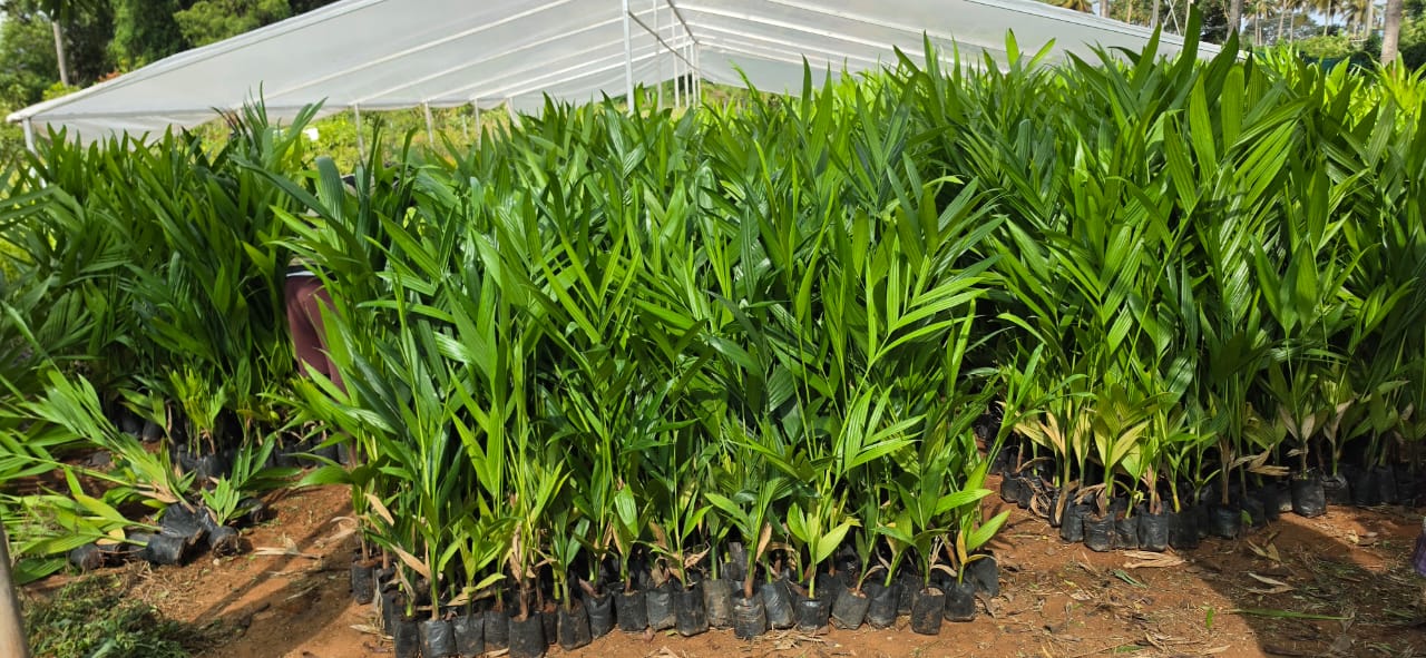 Mahadeshwara Agro Nursery Garden — Photo 37