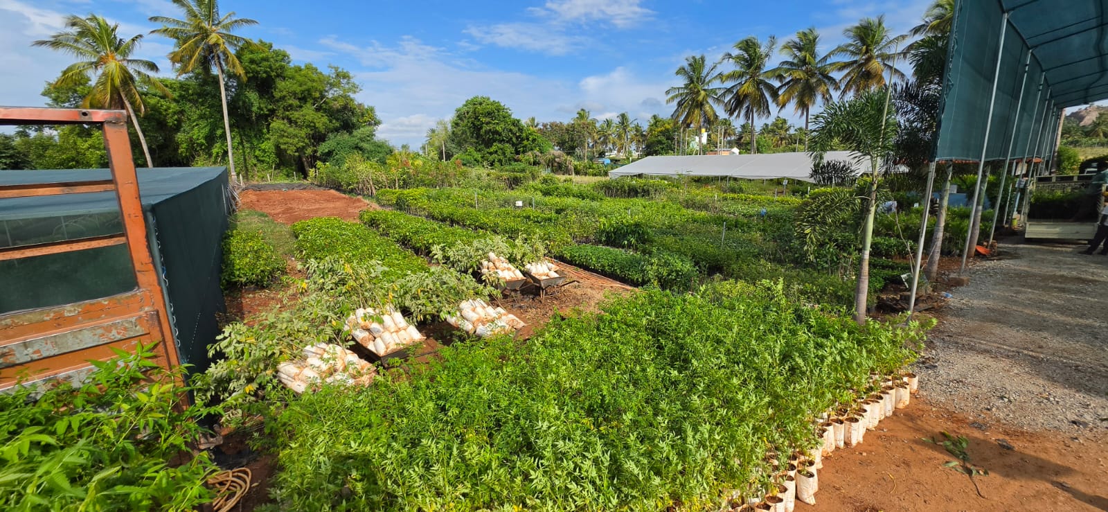 Mahadeshwara Agro Nursery Garden — Photo 38