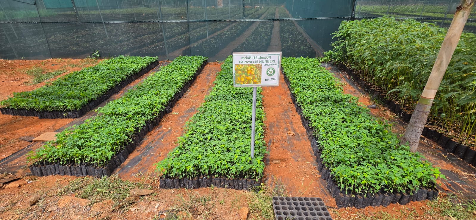 Mahadeshwara Agro Nursery Garden — Photo 39