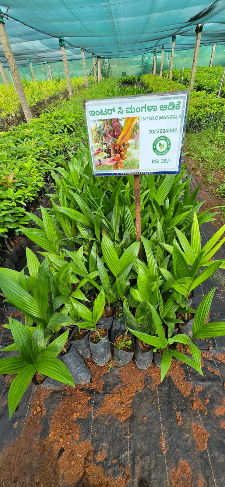 Mahadeshwara Agro Nursery Garden — Photo 40